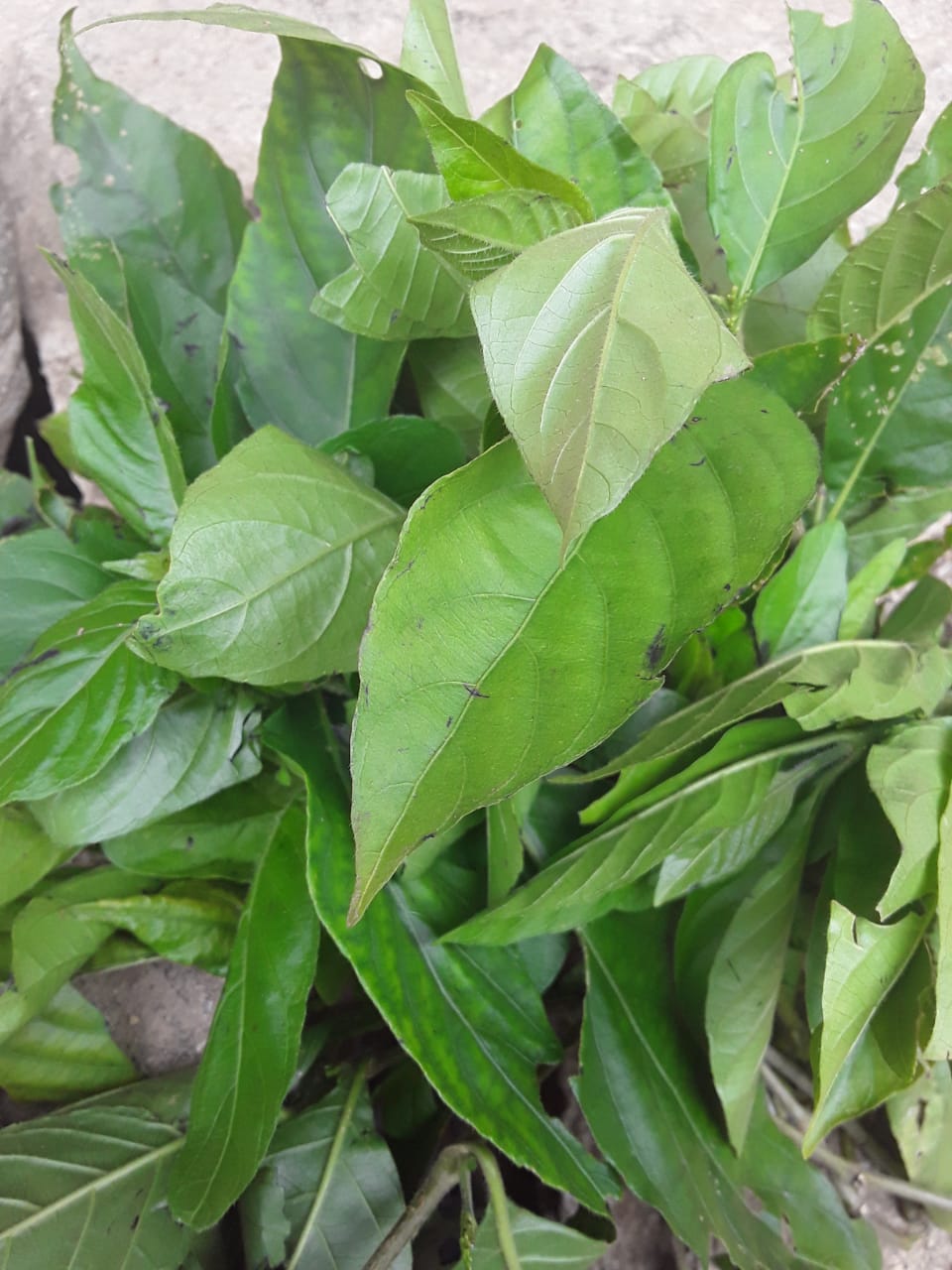Palo Pico leaves
